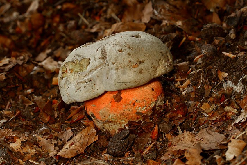 boletus satanas - la casa de las setas
