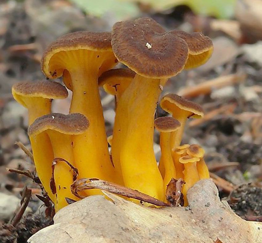 camagroc-cantharellus lutescens-angula de monte-la casa de las setas