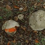 boletus satanas - la casa de las setas