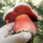 boletus satanas - la casa de las setas