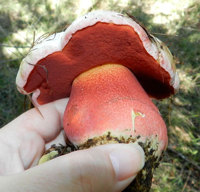 boletus satanas - la casa de las setas