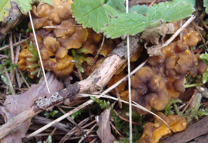camagroc-cantharellus lutescens-angula de monte-la casa de las setas