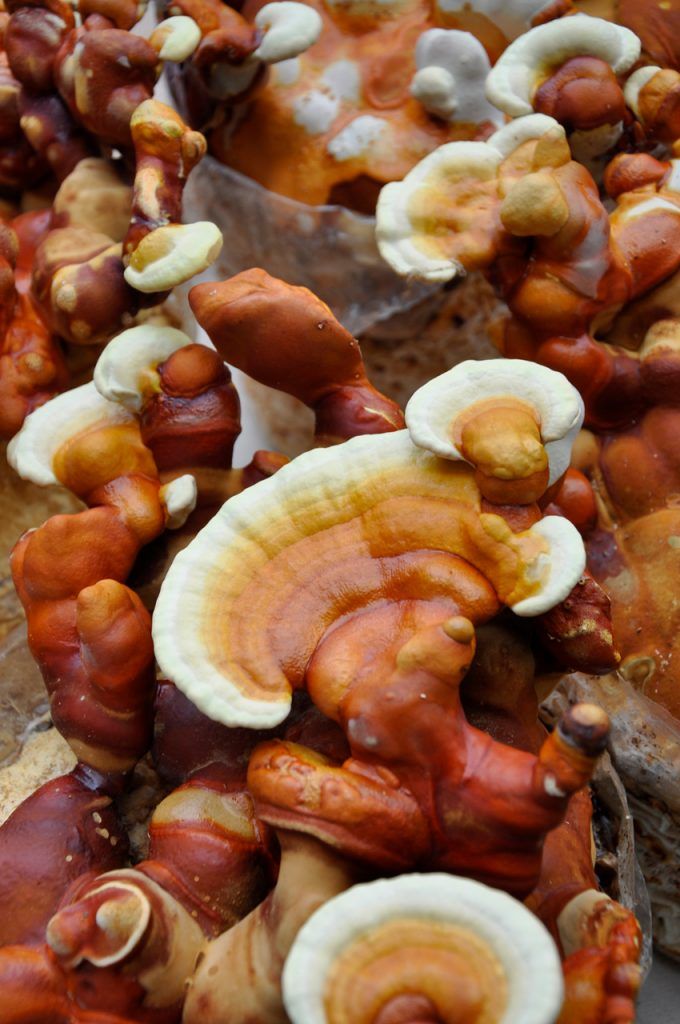 ganoderma lucidum-reishi.lingzhi-setas medicinales-la casa de las setas