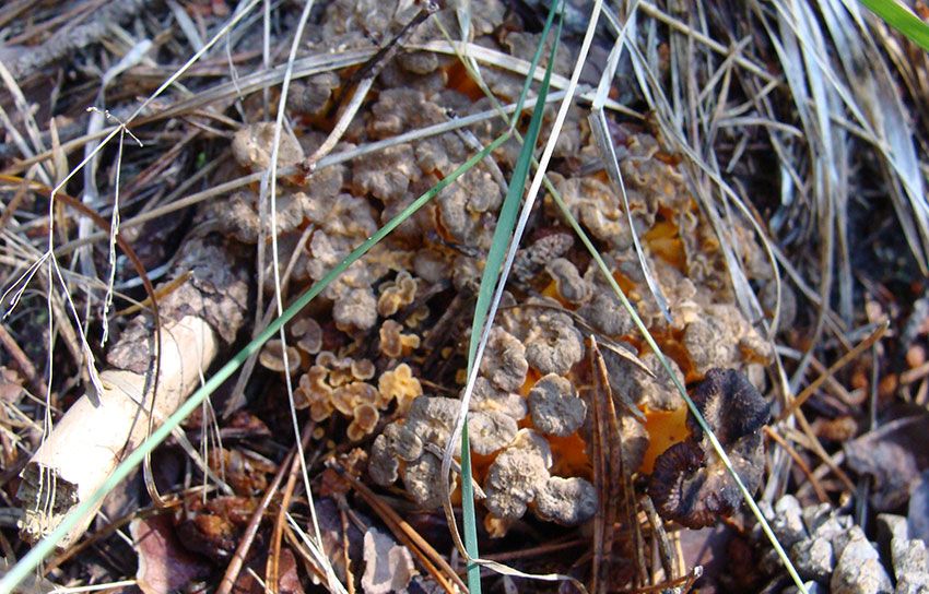 camagroc-cantharellus lutescens-angula de monte-la casa de las setas