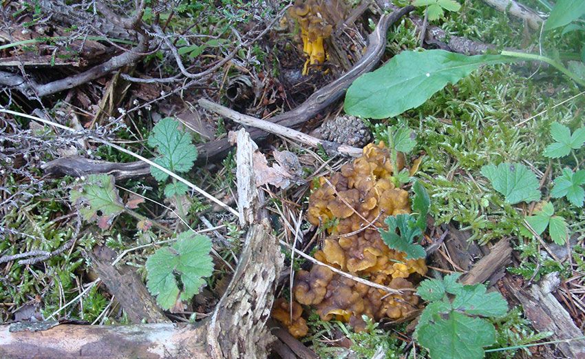 camagroc-cantharellus lutescens-angula de monte-la casa de las setas