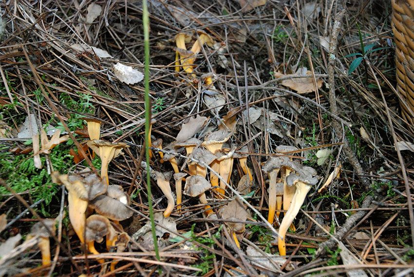 camagroc-cantharellus lutescens-angula de monte-la casa de las setas