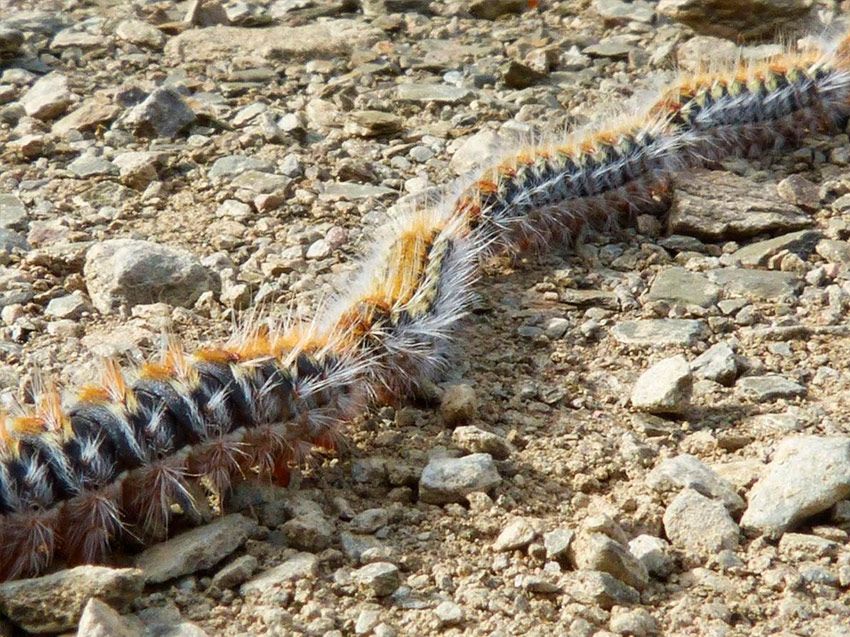 cordyceps militaris - procesionaria - la casa de las setas