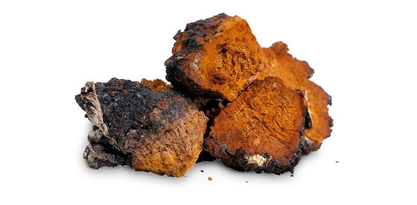chaga-inonotus obliquus- la casa de las setas
