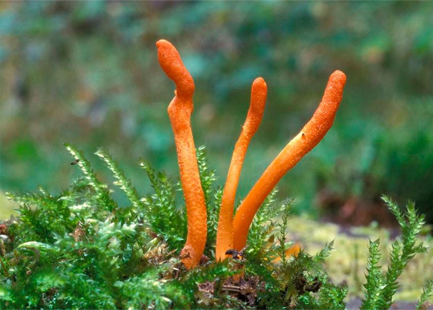 cordyceps militaris - procesionaria - la casa de las setas
