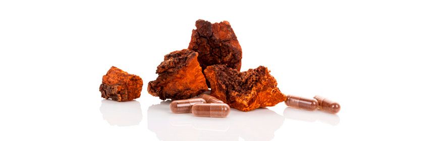 chaga-inonotus obliquus- la casa de las setas