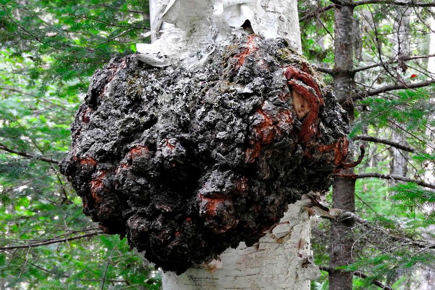 chaga-inonotus obliquus- la casa de las setas