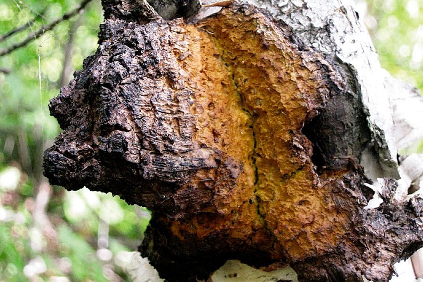 chaga-inonotus obliquus- la casa de las setas