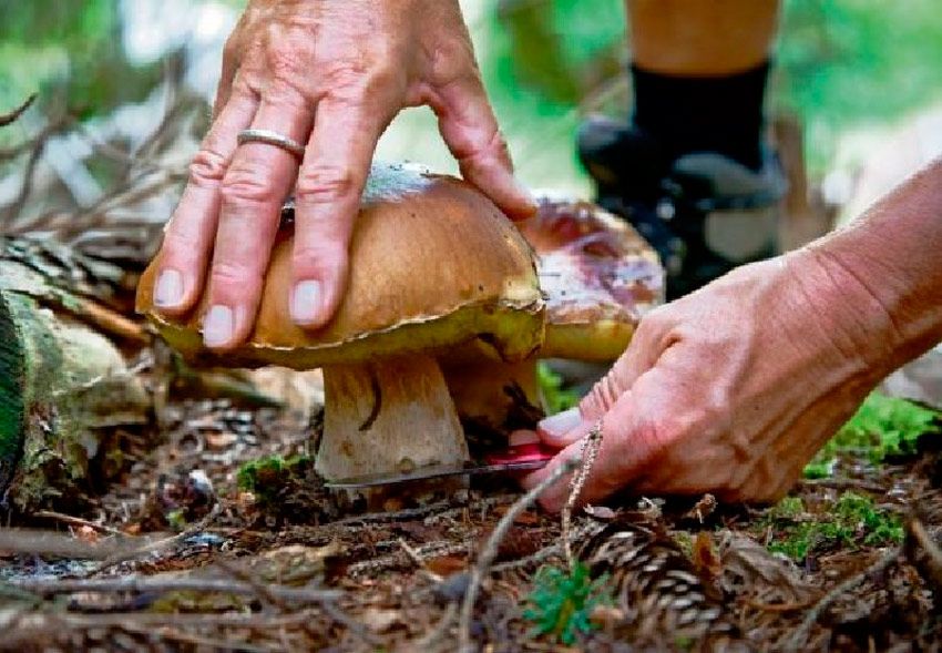tagliare o strappare i funghi - la casa dei funghi