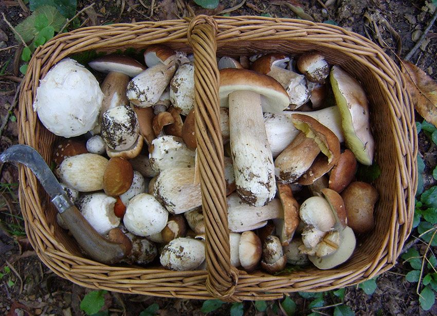 guide to buying a mushroom basket - wicker and chestnut baskets - the mushroom house