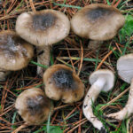 llanega negra - llenega - mocosa - hygrophorus latitabundus