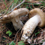 llanega negra - llenega - mocosa - hygrophorus latitabundus