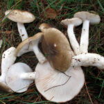 llanega negra - llenega - mocosa - hygrophorus latitabundus