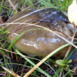 llanega negra - llenega - mocosa - hygrophorus latitabundus