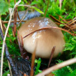llanega negra - llenega - mocosa - hygrophorus latitabundus