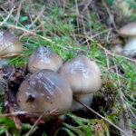 llanega negra - llenega - mocosa - hygrophorus latitabundus