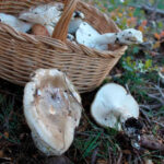 llanega negra - llenega - mocosa - hygrophorus latitabundus