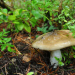 llanega negra - llenega - mocosa - hygrophorus latitabundus