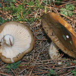 llanega negra - llenega - mocosa - hygrophorus latitabundus