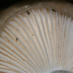 llanega negra - llenega - mocosa - hygrophorus latitabundus