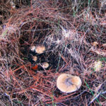 llanega negra - llenega - mocosa - hygrophorus latitabundus