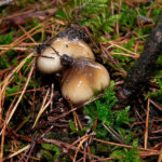 llanega negra - llenega - mocosa - hygrophorus latitabundus