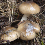 llanega negra - llenega - mocosa - hygrophorus latitabundus