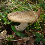 llanega negra - llenega - mocosa - hygrophorus latitabundus