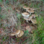 llanega negra - llenega - mocosa - hygrophorus latitabundus