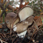llanega negra - llenega - mocosa - hygrophorus latitabundus