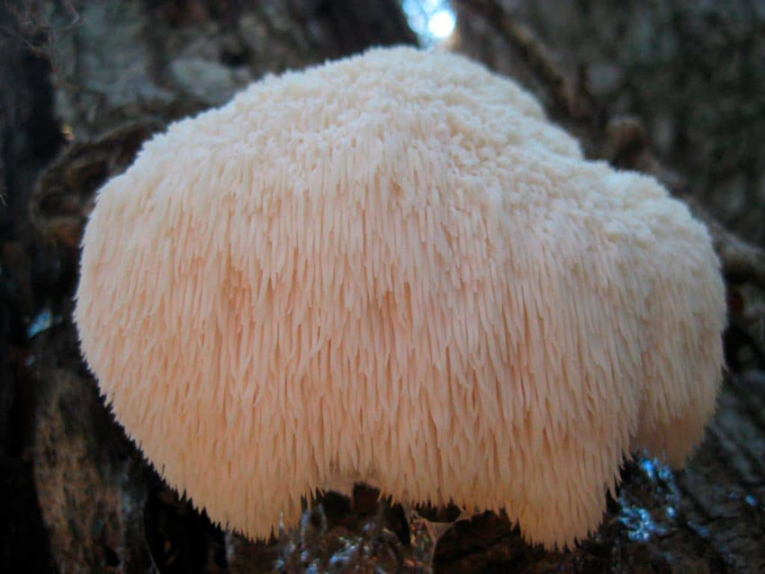 melena de leon - hericium erinaceus - la casa de las setas