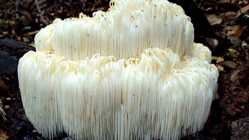 melena de leon - hericium erinaceus - la casa de las setas