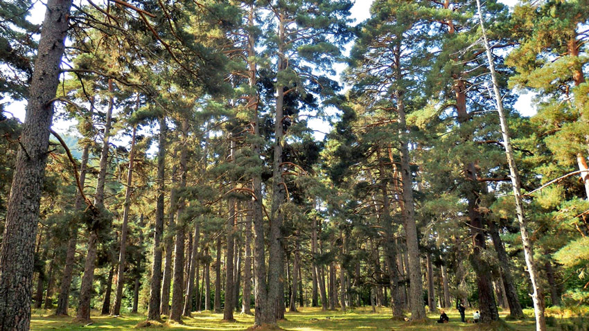 pinos de españa la casa de las setas