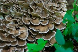 maitake grifola frondosa - la casa de las setas
