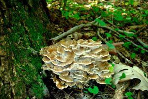 maitake grifola frondosa - la casa de las setas