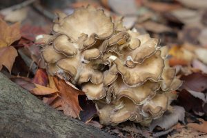 maitake grifola frondosa - la casa de las setas