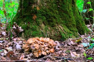 maitake grifola frondosa - la casa de las setas