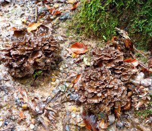 maitake grifola frondosa - la casa de las setas