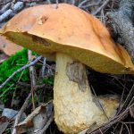 faisan - leccinum lepidum - la casa de las setas