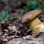 faisan - leccinum lepidum - la casa de las setas