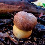 faisan - leccinum lepidum - la casa de las setas