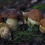 faisan - leccinum lepidum - la casa de las setas