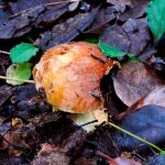 faisan - leccinum lepidum - la casa de las setas