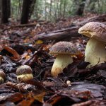 faisan - leccinum lepidum - la casa de las setas