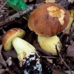 faisan - leccinum lepidum - la casa de las setas