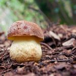 faisan - leccinum lepidum - la casa de las setas